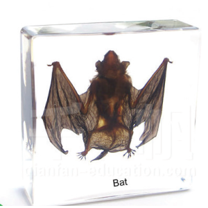 Bat